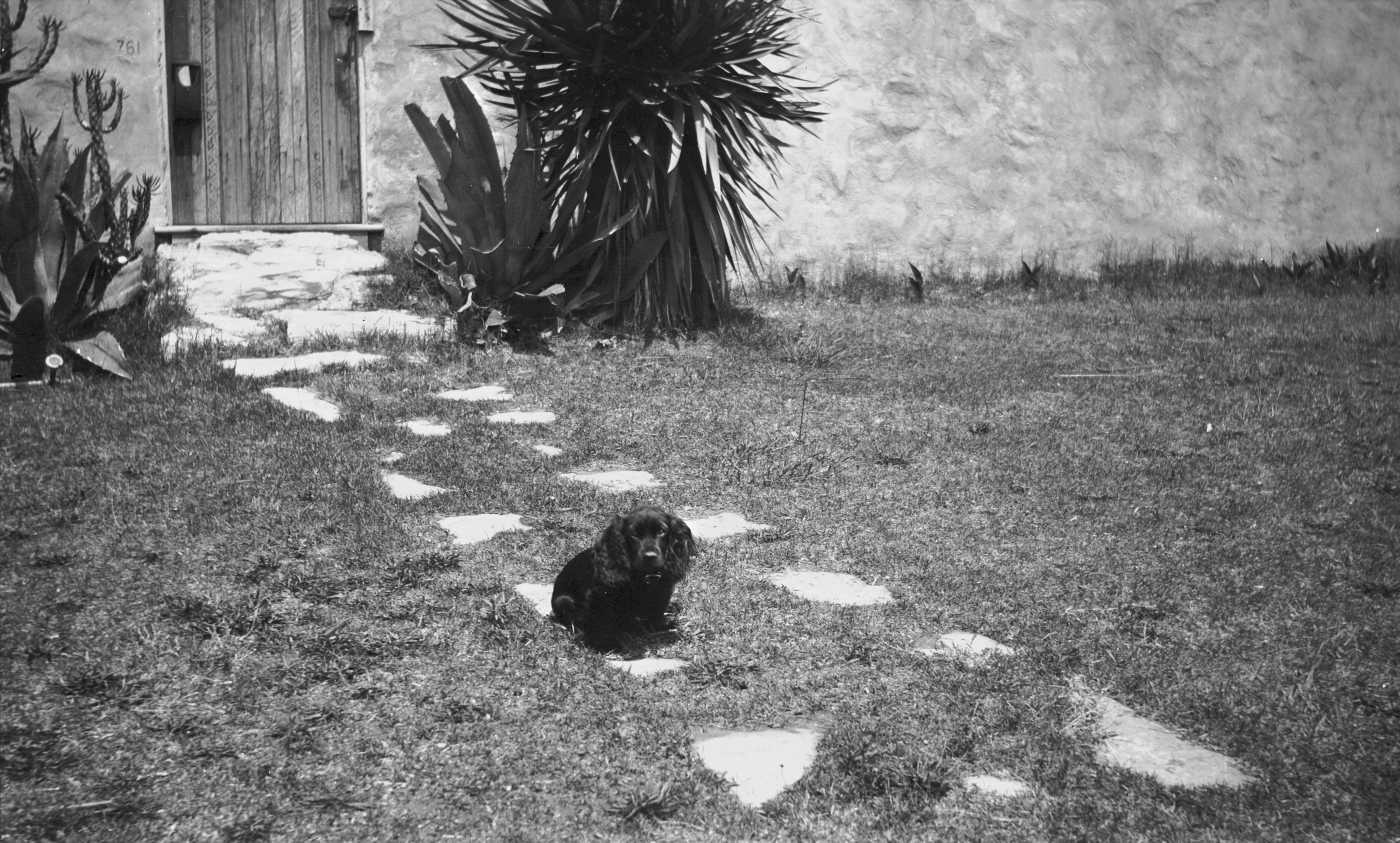 A black-and-white photograph of a small black dog sitting on a stone path.